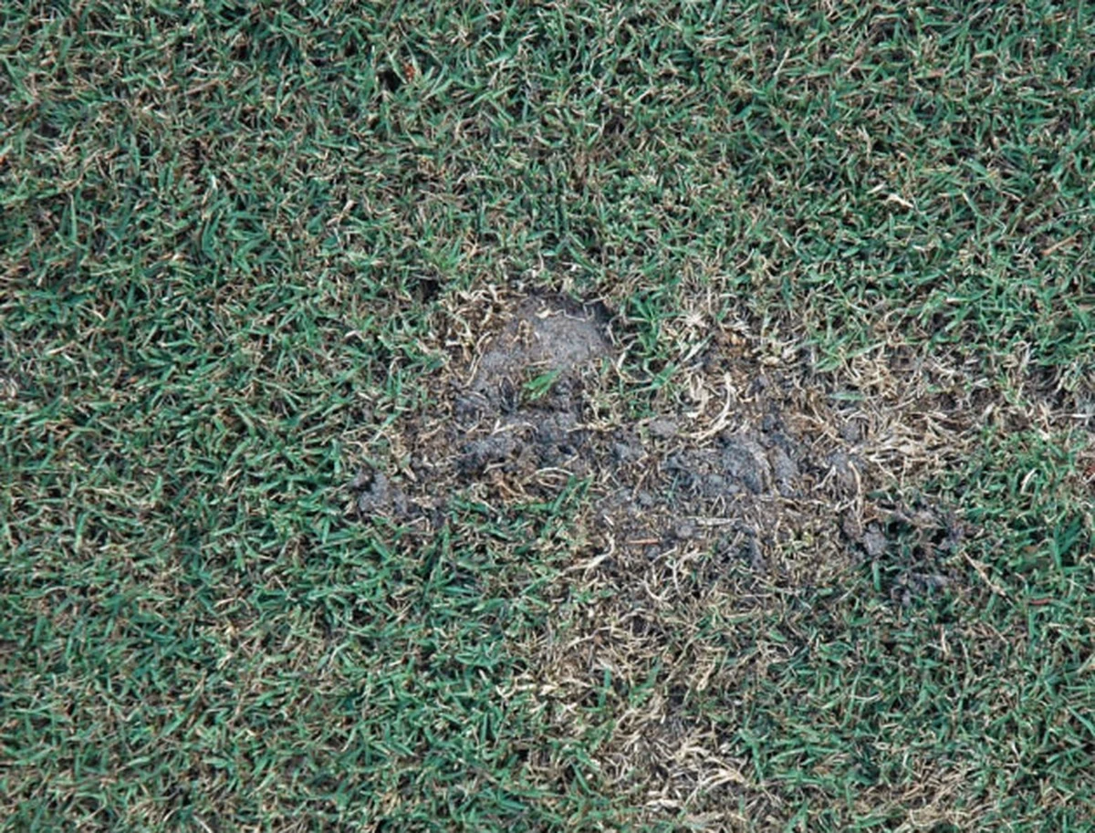 Adiós a la rata topo: el truco natural para salvar tu jardín - image 1