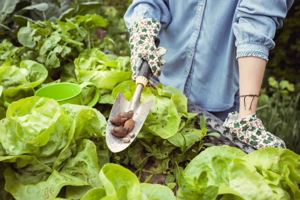 Adiós a las Babosas y caracoles: por qué uso el Corredor Indio en mi jardín