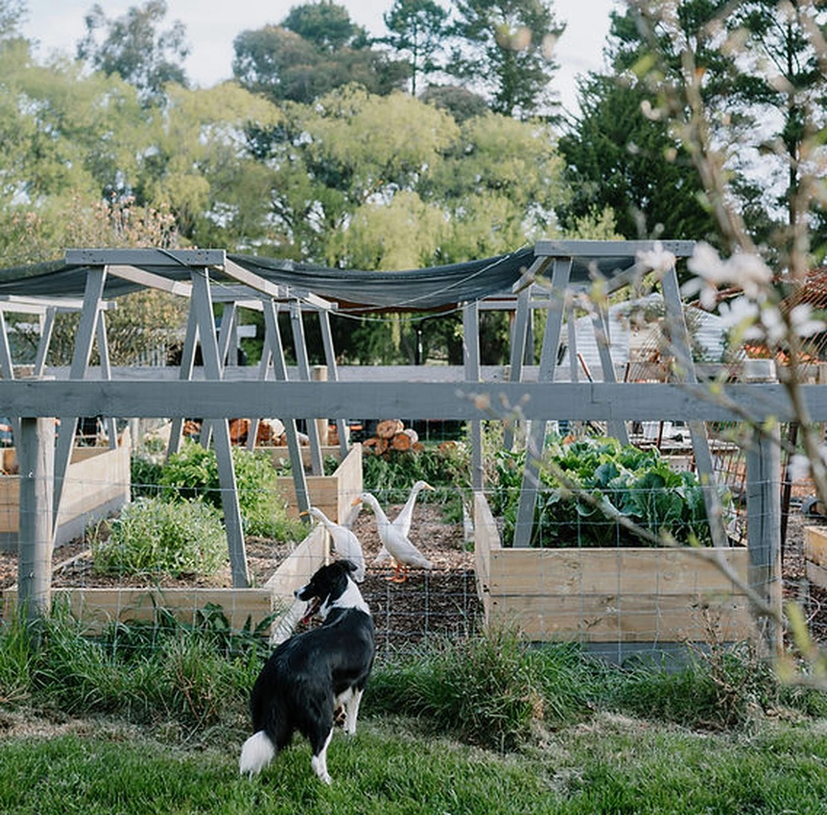 Adiós a las Babosas y caracoles: por qué uso el Corredor Indio en mi jardín - image 1