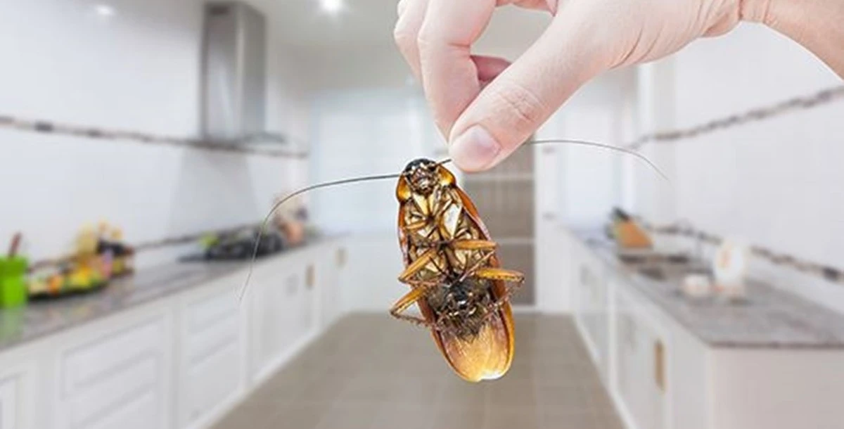 Adiós a las cucarachas: el truco de la cocina que aplico cada verano - image 1