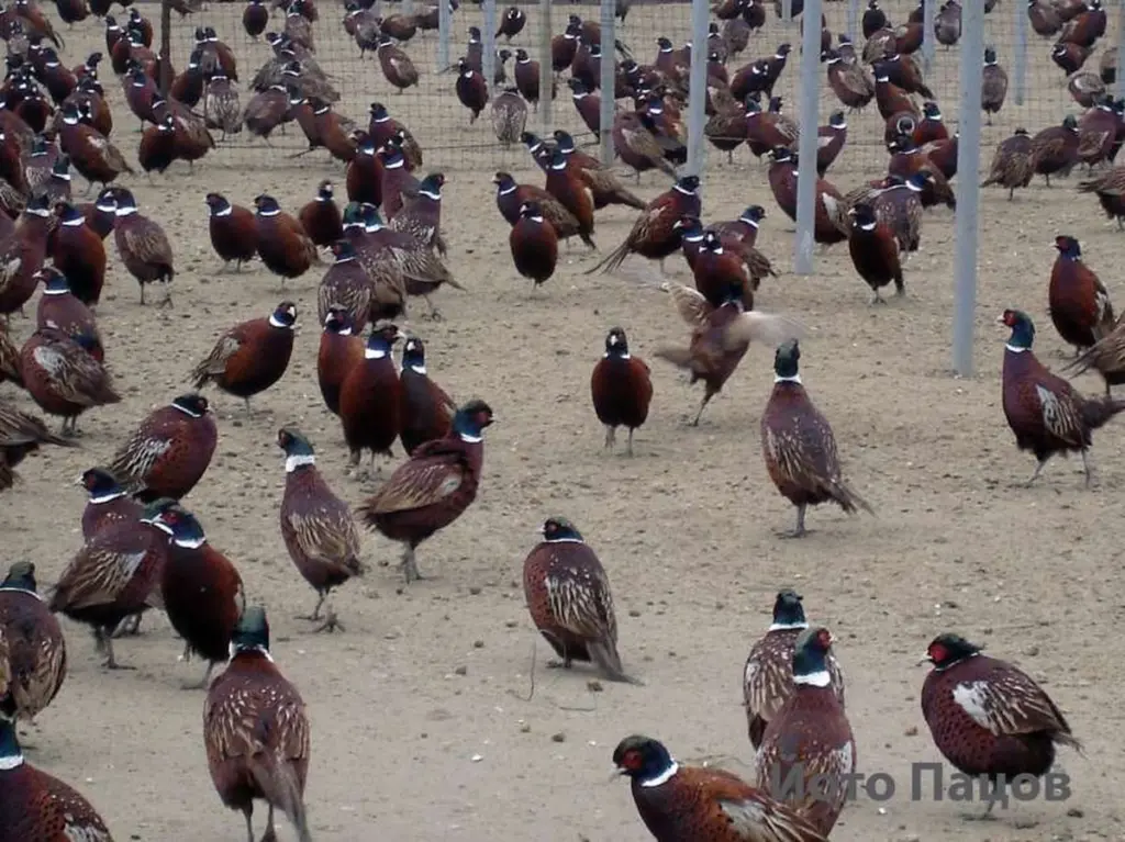 Adiós a las garrapatas: İbrahim Yumaklı activa en Turquía el plan de 51.000 aves