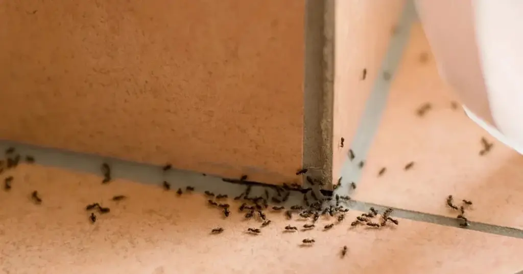 Adiós a las Hormigas: el truco sin veneno para destruir todo nido de hormigas