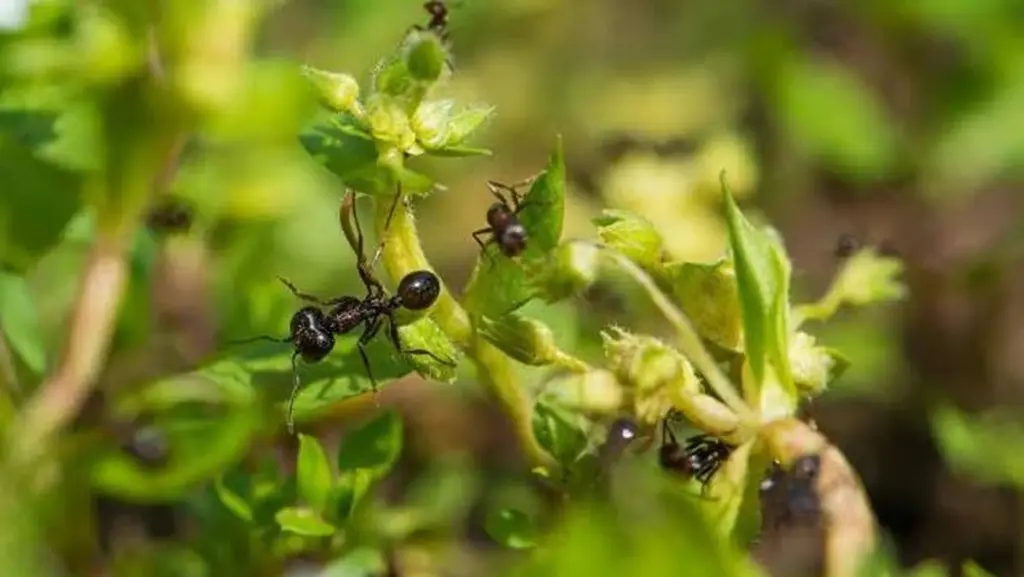 Adiós a las hormigas: el truco natural con Tierra de Diatomeas que dura meses
