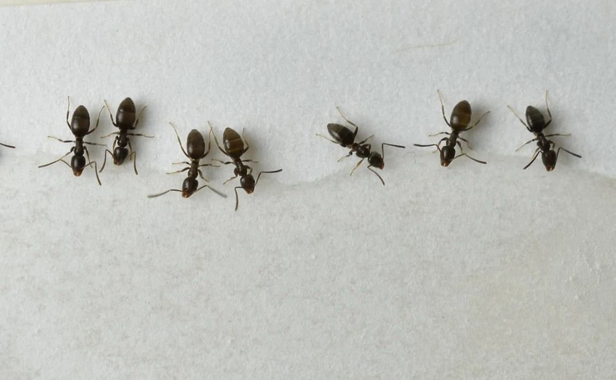 Adiós a las hormigas: el truco natural con Tierra de Diatomeas que dura meses - image 1