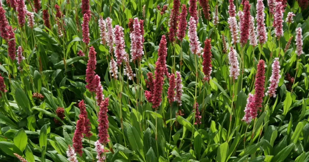 Adiós a las malas hierbas: el secreto de las plantas tapizantes para un jardín impecable