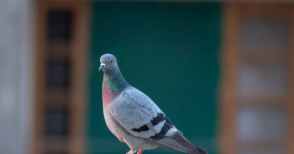 Adiós a las palomas: el truco casero para limpiar tu terraza sin multas