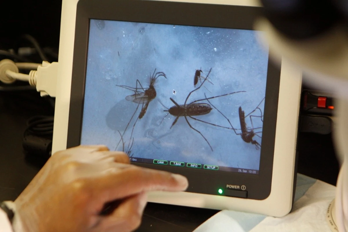 Adiós a las picaduras: el plan Debug para soltar millones de mosquitos - image 1