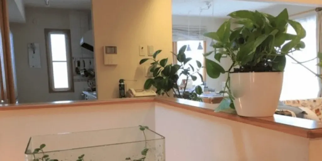 Adiós a las plagas: las 5 plantas para proteger tu hogar este verano