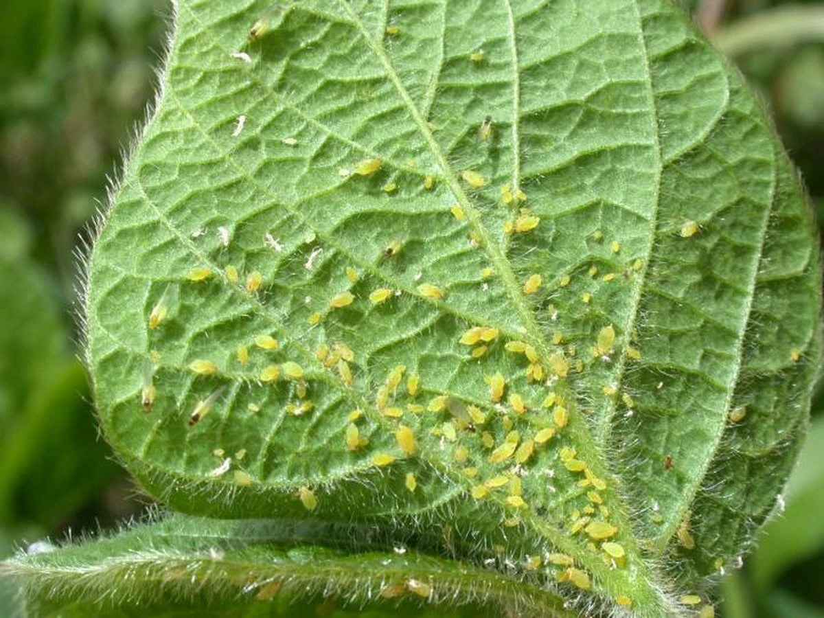 Adiós a las plagas: el truco del Jabón de Marsella mejor que cualquier insecticida - image 1