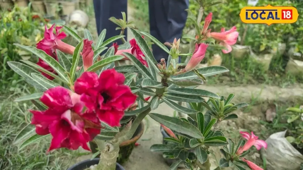 Adiós a las plantas marchitas: el truco para cuidar tu Adenium obesum o Rosa del desierto