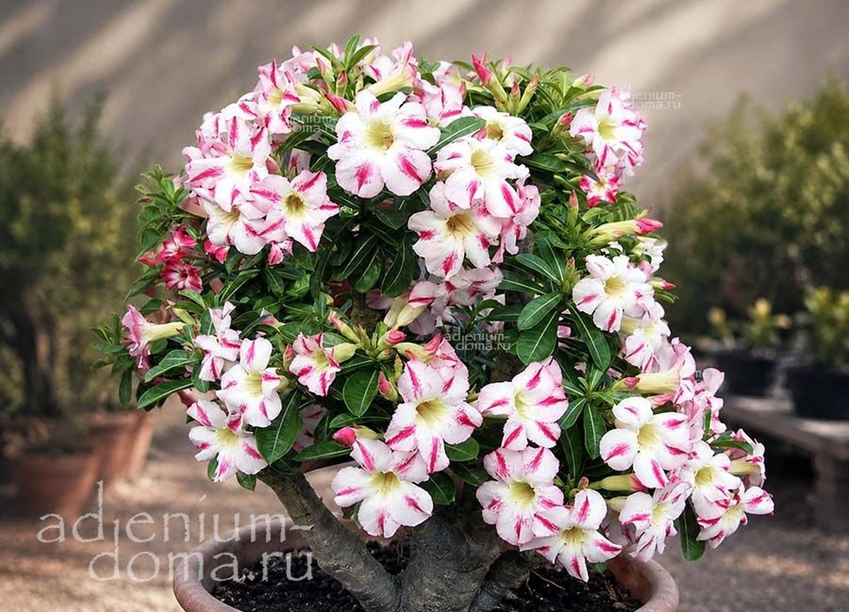Adiós a las plantas marchitas: el truco para cuidar tu Adenium obesum o Rosa del desierto - image 1