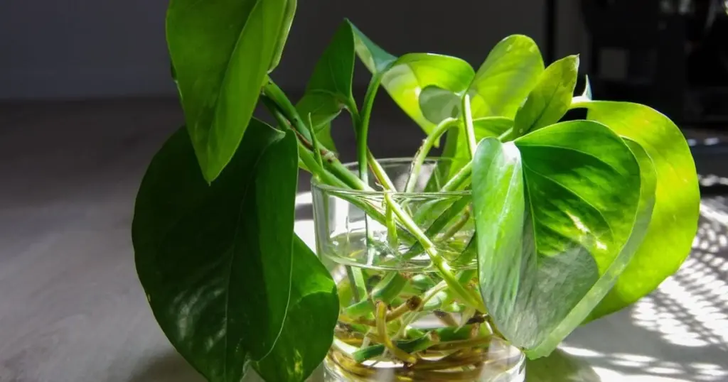 Adiós a la tierra: cómo cultivar Monstera y Tradescantia solo con agua