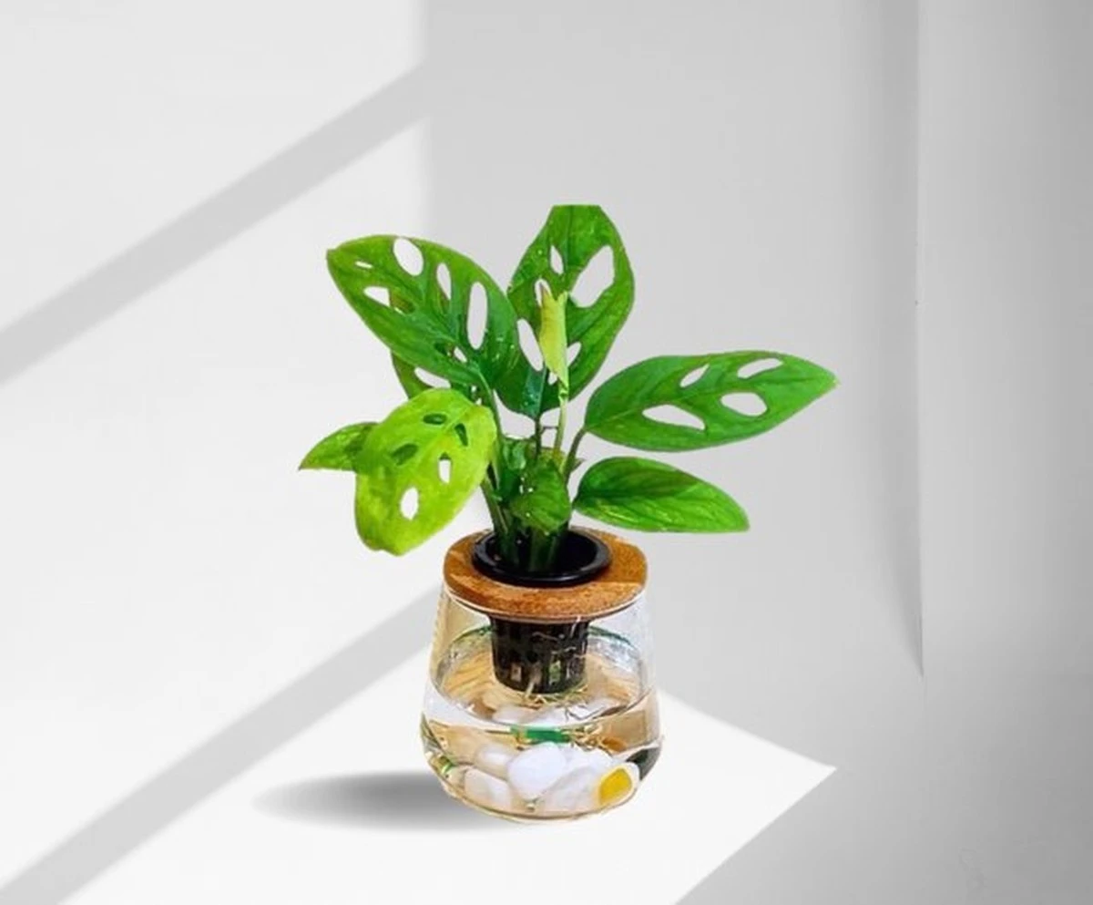 Adiós a la tierra: cómo cultivar Monstera y Tradescantia solo con agua - image 1
