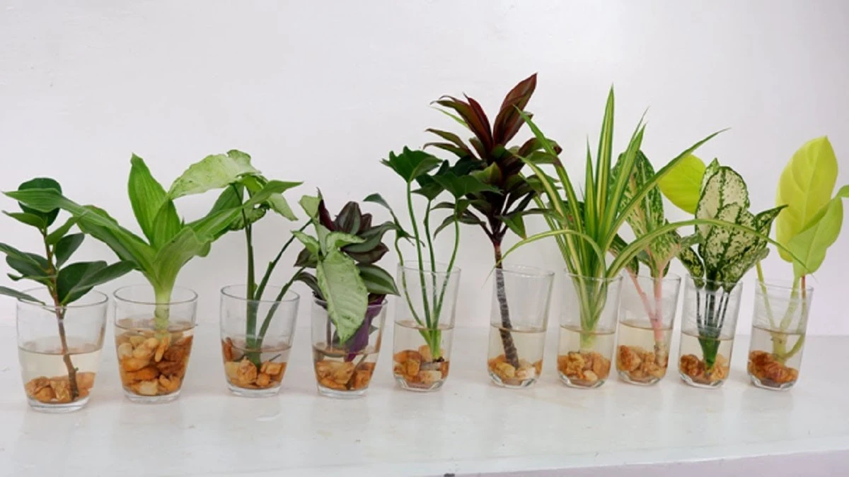 Adiós a la tierra: el truco para que tus Violetas y Cóleo florezcan en agua - image 1