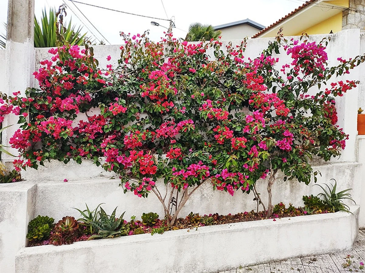 Adiós al calor: 7 plantas trepadoras para tu jardín que refrescan la casa - image 1