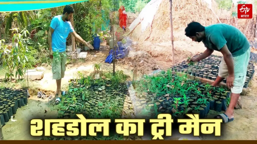 Adiós al calor: el método de Mukesh Kewat en Shahdol para crear un bosque sin dinero