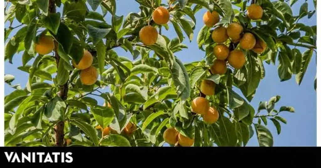 Adiós al calor en tu jardín: el ciruelo, un frutal que ahorra 40% de agua