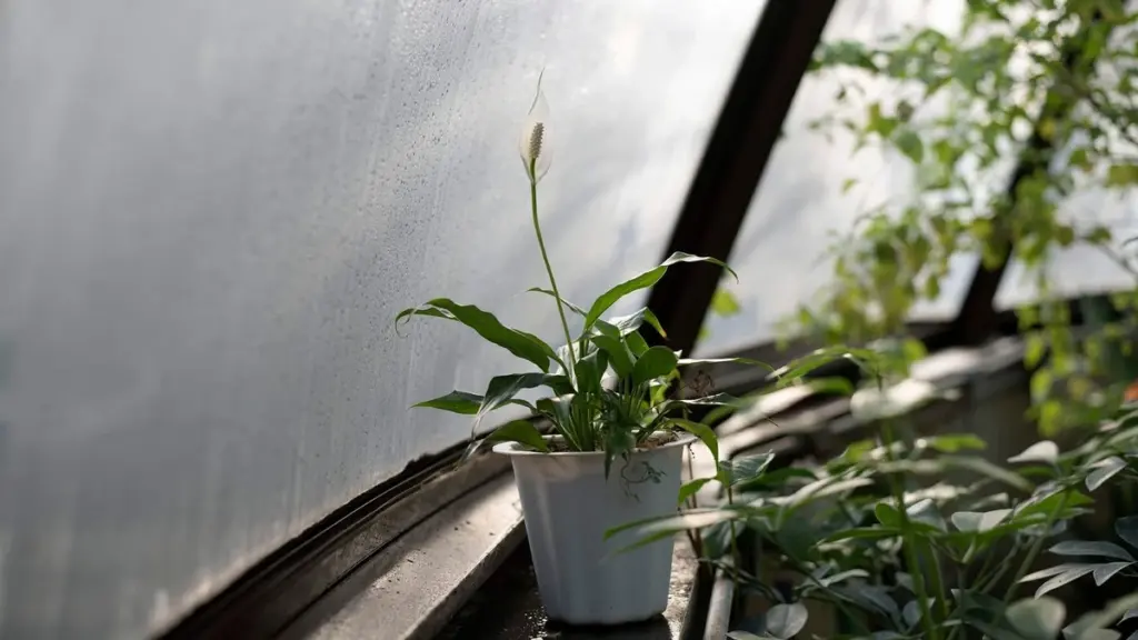 Adiós al calor: la mezcla de Spathiphyllum y Ficus robusta que enfría tu casa