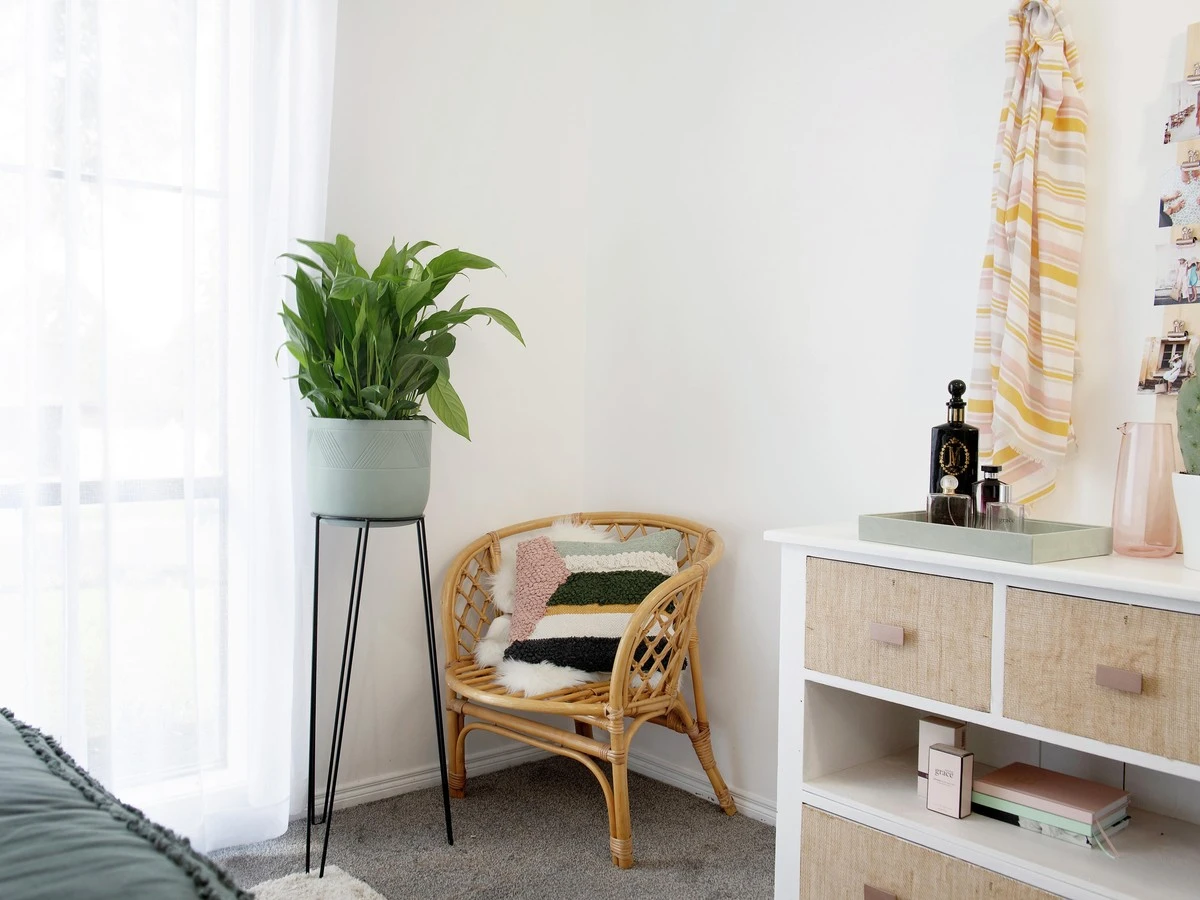 Adiós al calor: la mezcla de Spathiphyllum y Ficus robusta que enfría tu casa - image 1