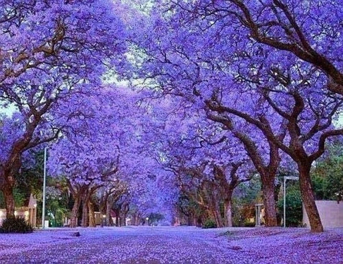 Adiós al calor: la Paulownia tomentosa que baja 12°C y crece 4 metros - image 1