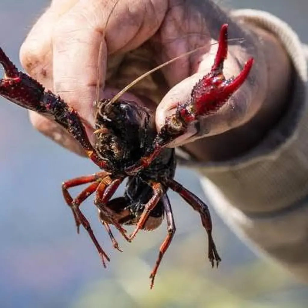 Adiós al Cangrejo de río americano: el truco del Hoogheemraadschap van Rijnland