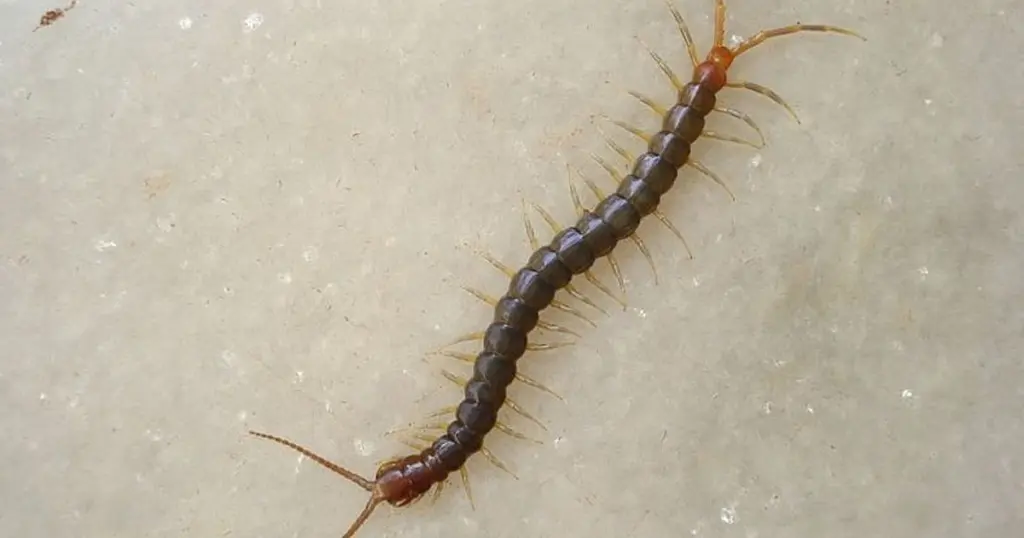 Adiós al Centípedo y la Cucaracha: el truco natural para blindar tu casa