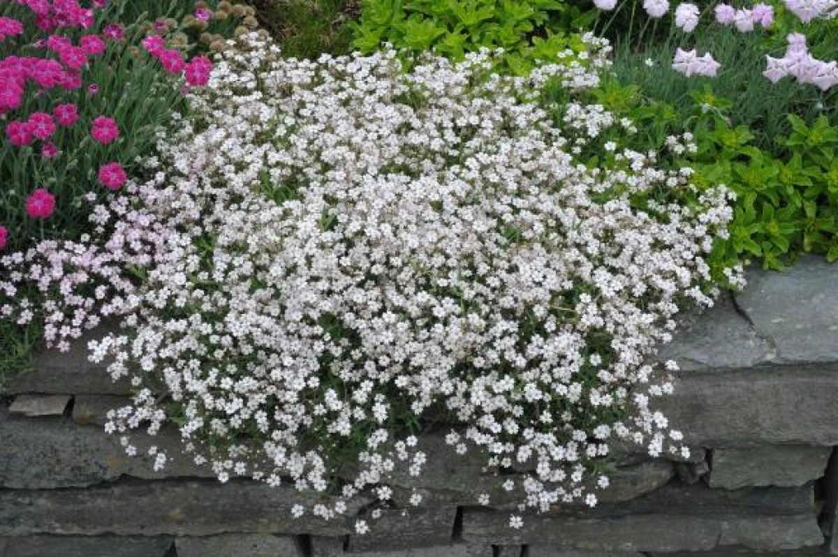 Adiós al césped sediento: la Gypsophila repens crea un manto blanco sin riego - image 1