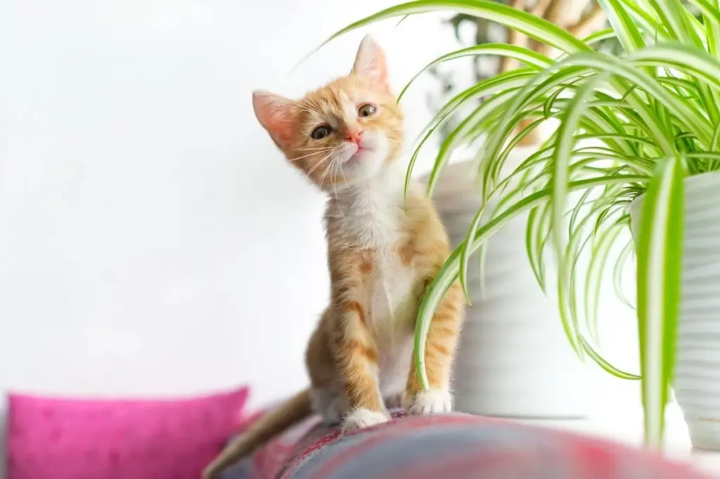 Adiós al formaldehído: por qué puse una Chlorophytum comosum en mi salón