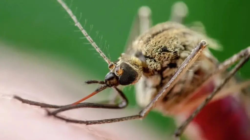 Adiós al Mosquito: el único método con Piretroides que de verdad frena las picaduras