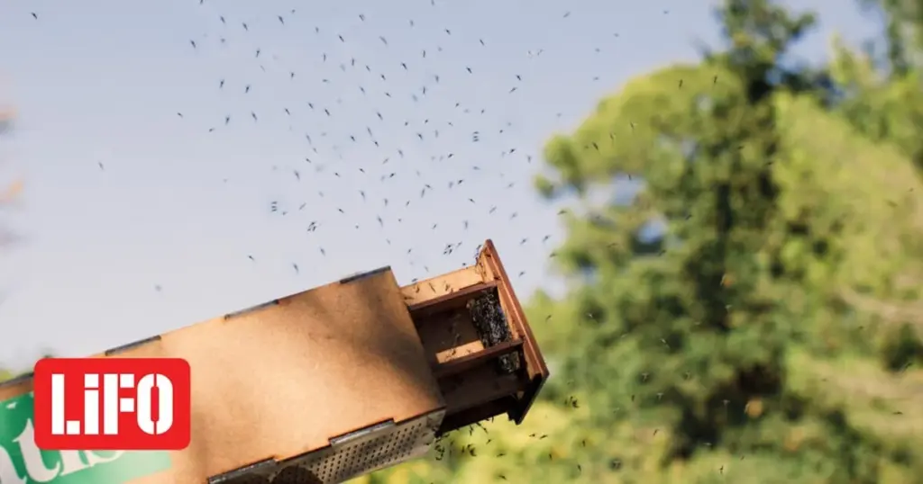 Adiós al Mosquito tigre (Aedes albopictus): Terratis y su plan sin químicos