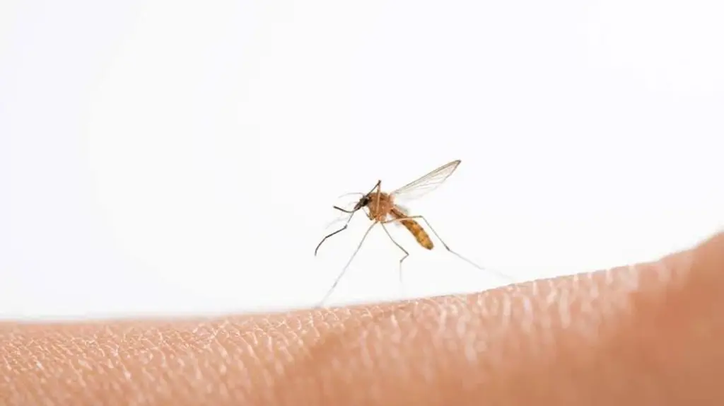 Adiós al mosquito: por qué un ventilador es tu mejor escudo invisible