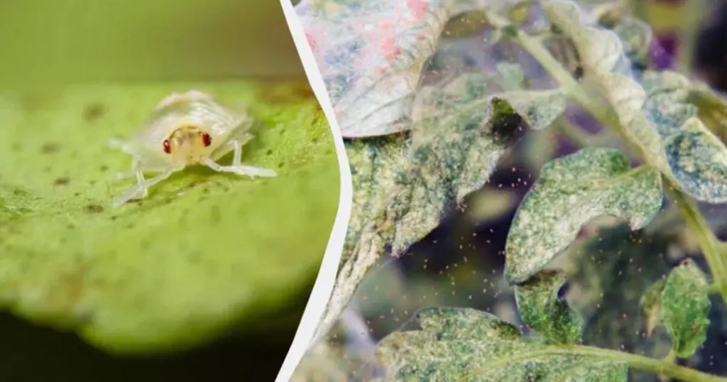 Adiós a los Ácaros tetraníquidos: el secreto para pepinos sanos en 1 minuto