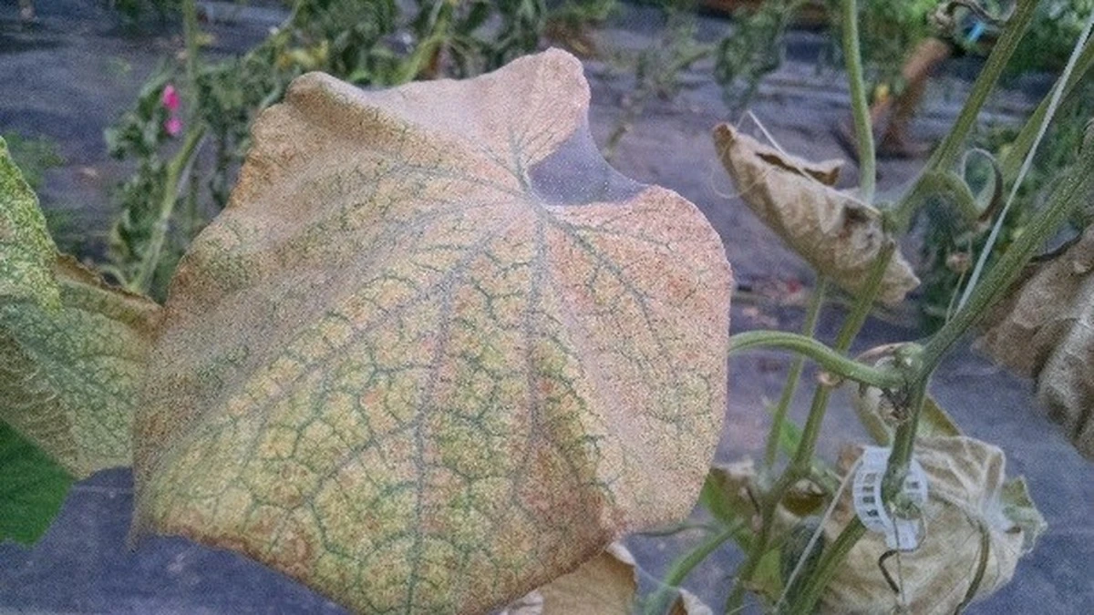 Adiós a los Ácaros tetraníquidos: el secreto para pepinos sanos en 1 minuto - image 1