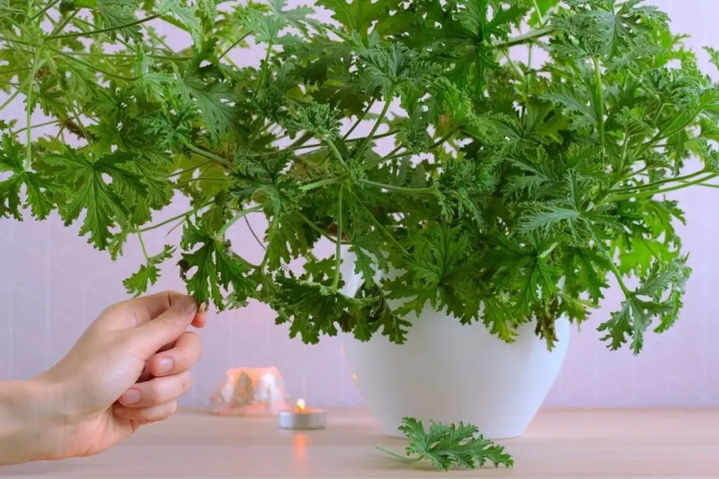 Adiós a los insectos: el Pelargonium graveolens que protege tu hogar sin químicos