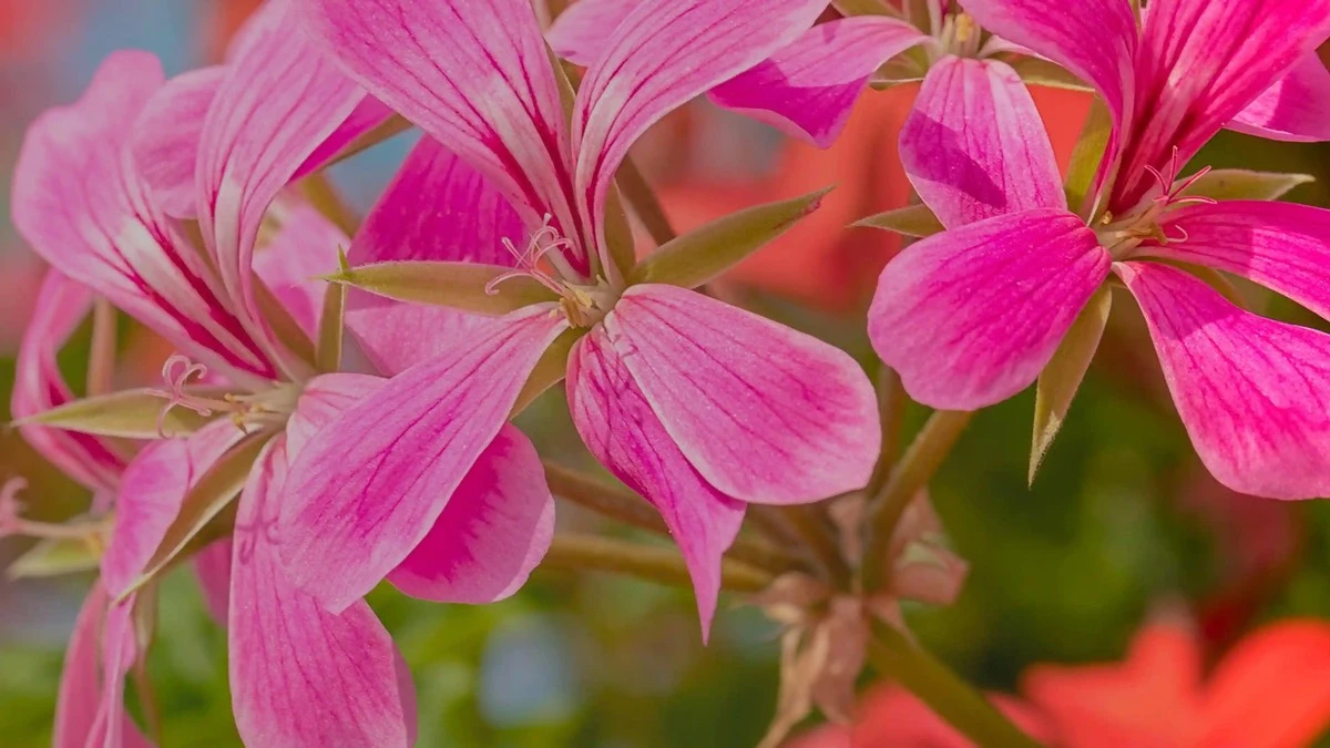 Adiós a los insectos: el Pelargonium graveolens que protege tu hogar sin químicos - image 1