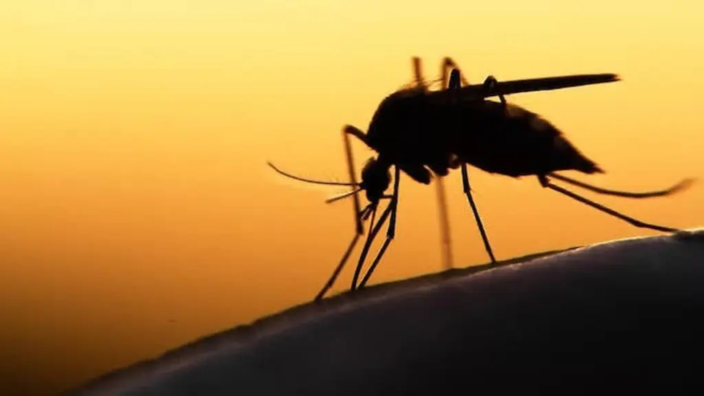 Adiós a los Mosquitos: el truco del Bti y 3 plantas para blindar tu casa