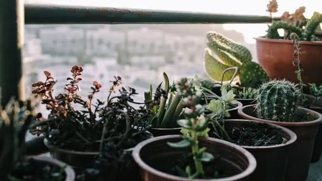 Adiós a los Mosquitos: el truco de la Lavanda para dormir sin picaduras