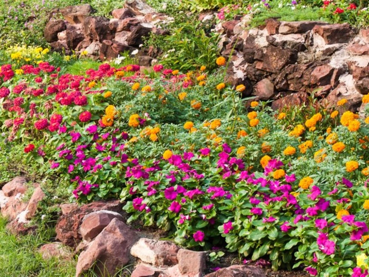 Adiós a los Mosquitos: el truco del Bti y 3 plantas para blindar tu casa - image 1
