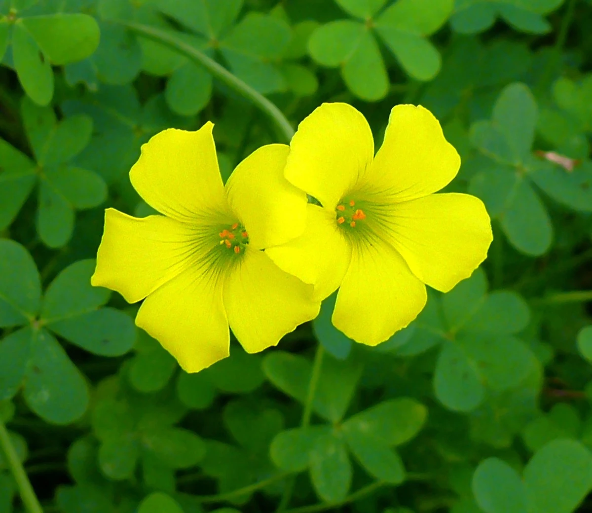 Adiós al Oxalis corniculata: el truco del vinagre para eliminarlo sin multas - image 1