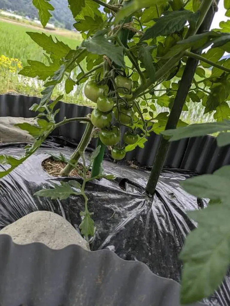 Adiós al tomate quemado: el truco de Kagome para cosechas perfectas este verano