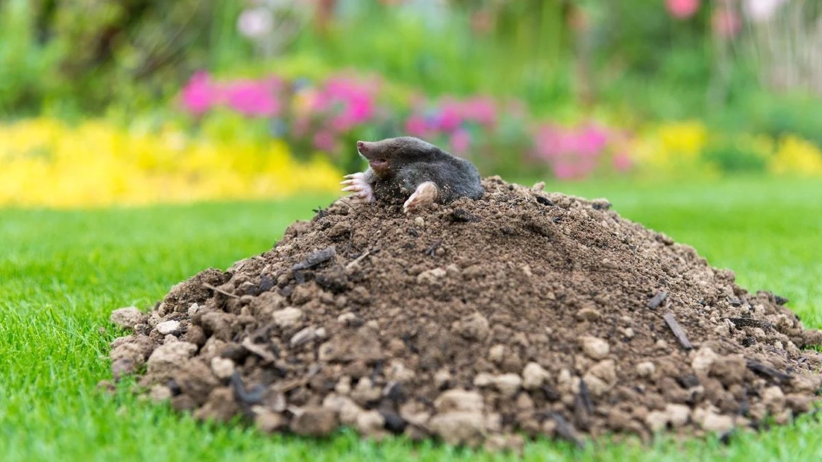 Adiós al Topo en tu jardín: el truco natural de 1 planta que los ahuyenta - image 1
