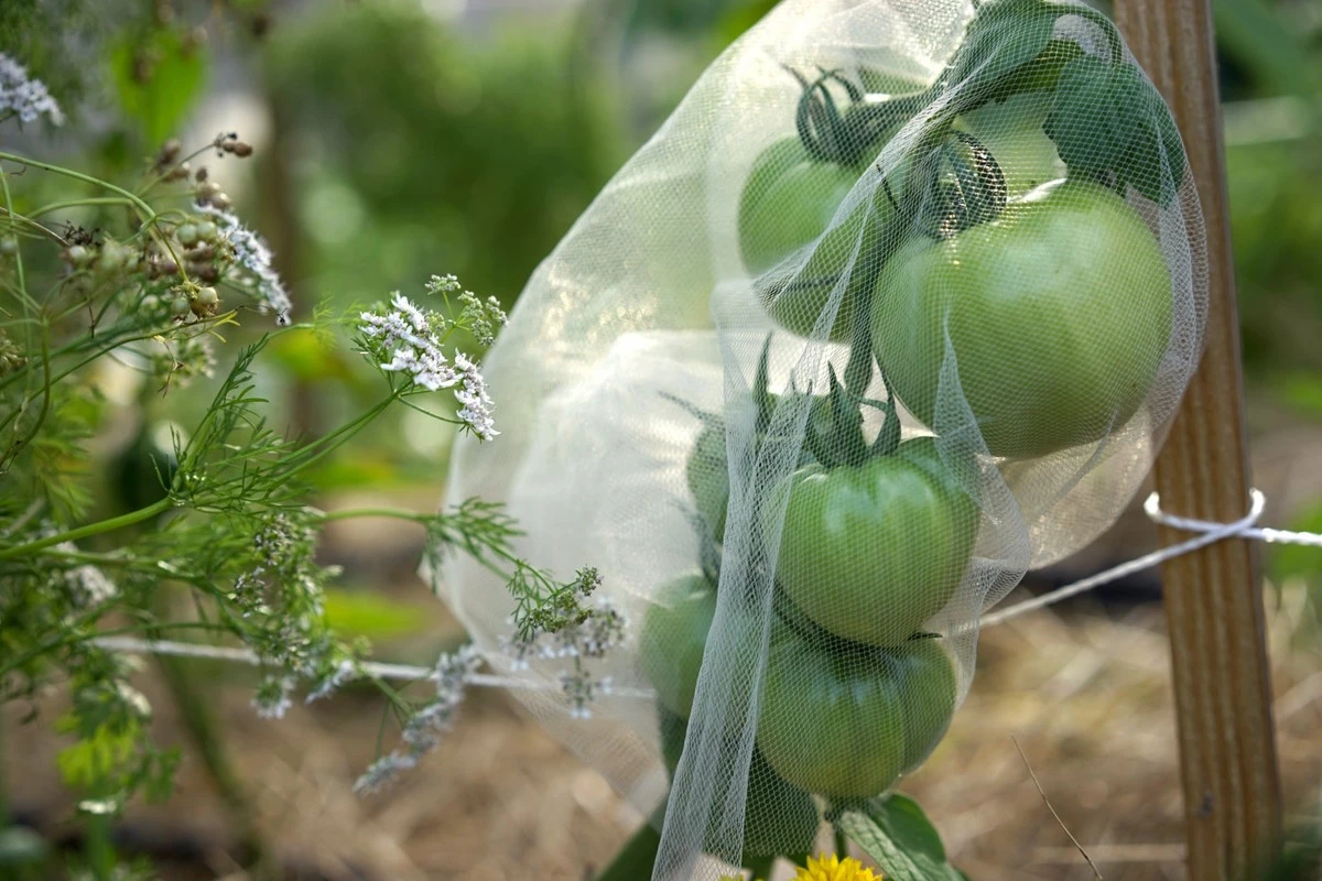Adiós a Pulgones y Fitoftora: el truco de 2 ingredientes para tus tomates - image 1