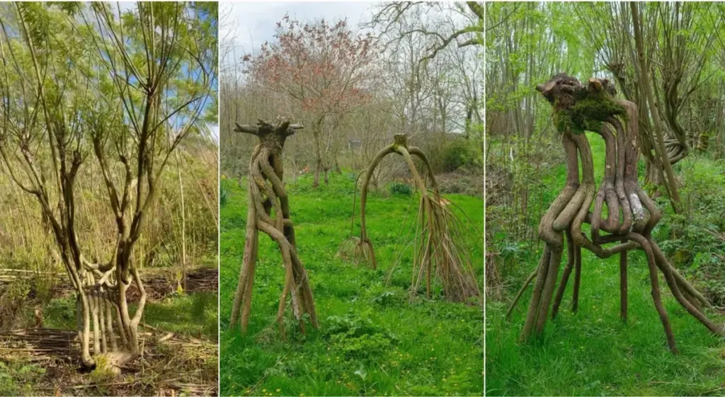 Adiós a talar árboles: Gavin Munro y su Chair Orchard cultivan muebles vivos
