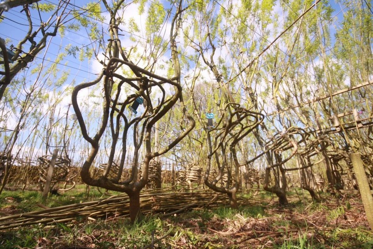 Adiós a talar árboles: Gavin Munro y su Chair Orchard cultivan muebles vivos - image 1