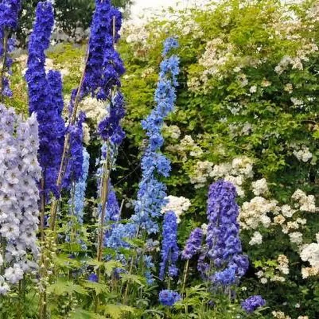 Adiós a un jardín plano: el truco para borduras altas con Delphinium y Digitalis