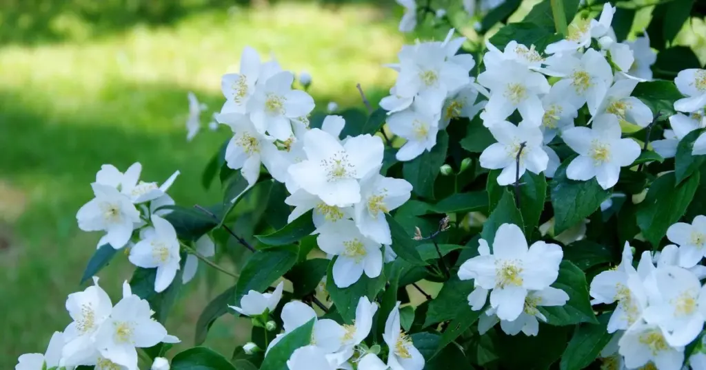 Adiós a vecinos curiosos: la Celinda (Philadelphus) de Lituania que es tendencia