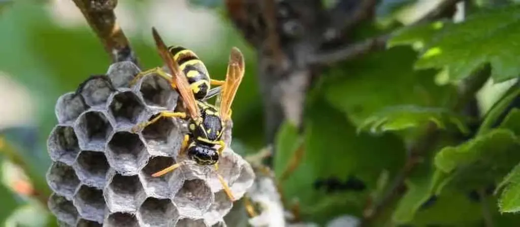 Adiós avispas: Torymus sinensis y Panthasiakos Syllogos Epangelmation salvan las terrazas