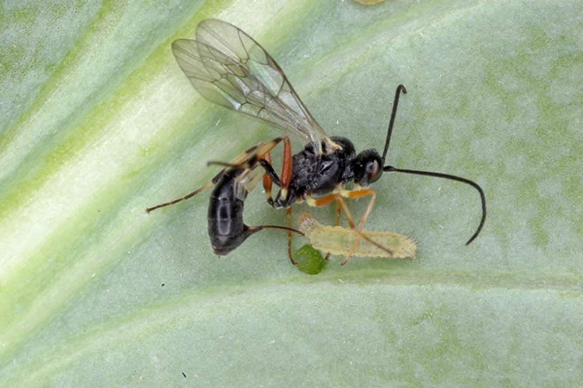 Adiós avispas: Torymus sinensis y Panthasiakos Syllogos Epangelmation salvan las terrazas - image 1