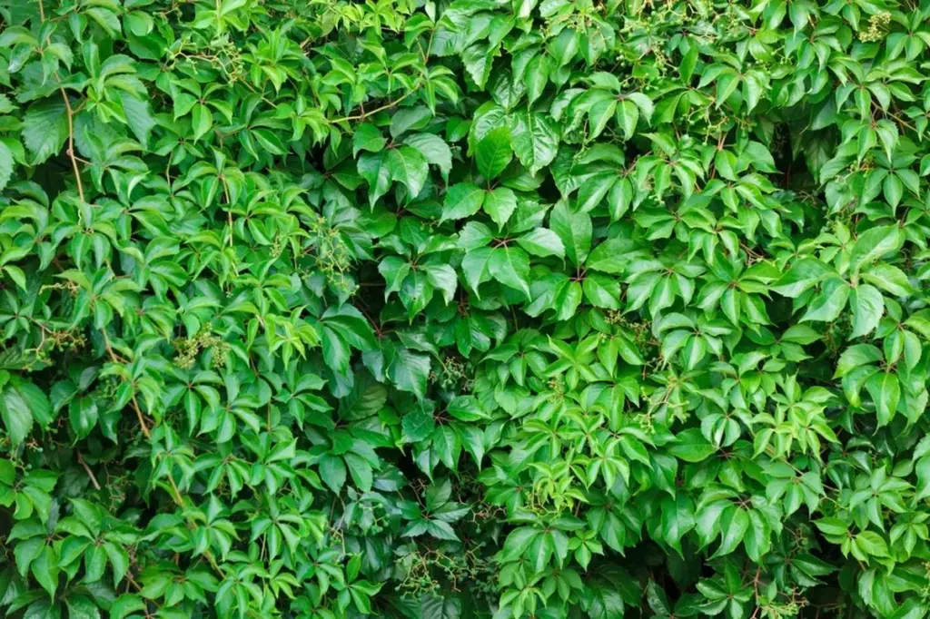 Adiós calor: enfría tu casa 10°C con la Enredadera virgen (Parthenocissus)