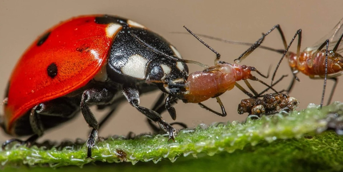 Áfidos en tu Eneldo: el truco de la cebolla para eliminarlos en 30 minutos - image 1